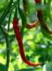 Nabízíme k prodeji semena chilli paprik Indian Jwala:
Chilli Indian Jwala   ( Capsicum annuum) – nejpopulárnější hojně plodící odrůda chilli papriček pocházející z Indie, vyznačující se dlouhými úzkými pokroucenýmí  plody s pálivostí přibližně 50000 až 100 000 SHU.
Papričky jsou vhodné jak v čerstvém stavu, tak i sušené jako přísada do omáček, gulášů aj. pikantních pokrmů.
Semena - neoseeds
 
